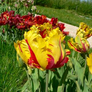 Tulipe Texas Flame (x8)